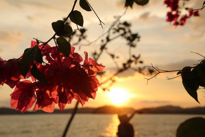 Close-up of orange tree against sky during sunset