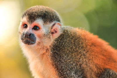 Close-up portrait of monkey