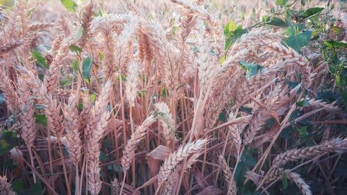 High angle view of bamboo plants on field