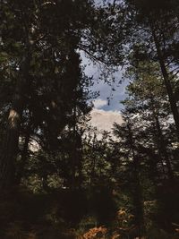 Low angle view of trees in forest against sky