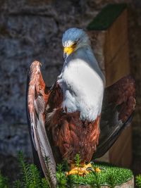 Close-up of an eagle perching on wood