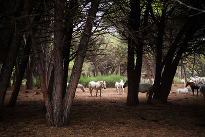 Sheep in forest