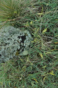 Grass growing in field