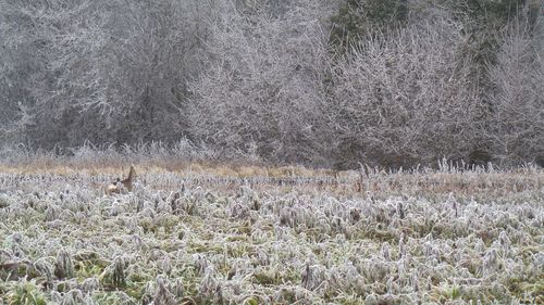 Scenic view of field