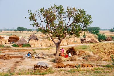 Trees in field