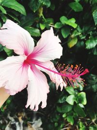 Close-up of pink hibiscus blooming outdoors