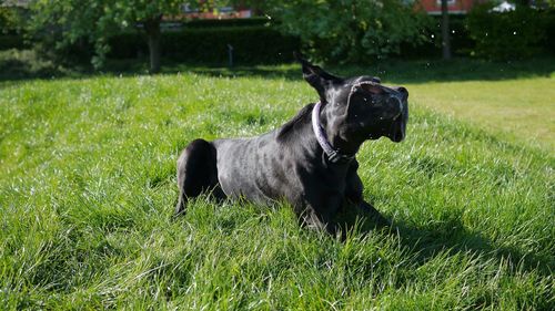 Dog on field