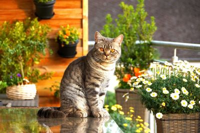 Cat and lot of flowers 