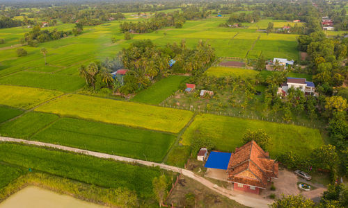 High angle view of agricultural field