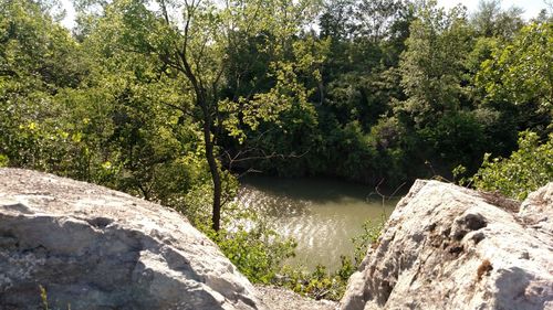 Scenic view of river amidst trees in forest