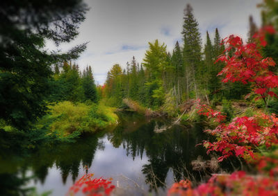 Trees by lake against sky during autumn