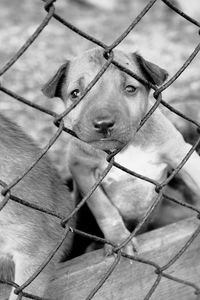 Close-up portrait of puppy behind chainlink fence