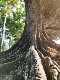 Low angle view of tree trunks in forest