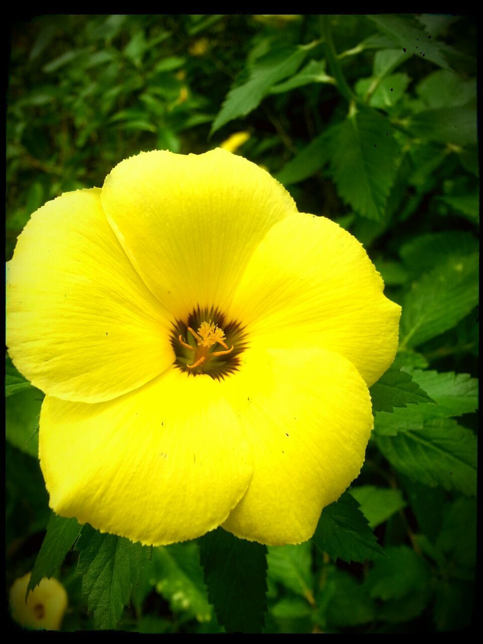 flower, petal, freshness, yellow, flower head, fragility, growth, close-up, beauty in nature, blooming, transfer print, nature, focus on foreground, plant, single flower, in bloom, blossom, pollen, stamen, auto post production filter