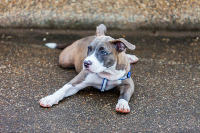 High angle view of dog sitting on footpath