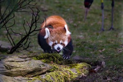 Running panda