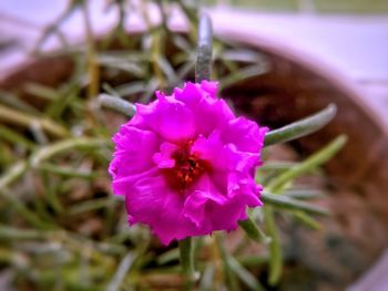 Close-up of pink flower blooming outdoors