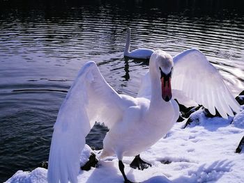 Close-up of swan on lake