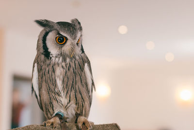 Close-up of owl against sky during sunset