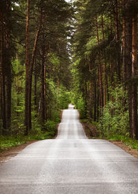 Road amidst trees in forest