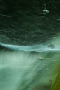 Close-up of swimming in sea