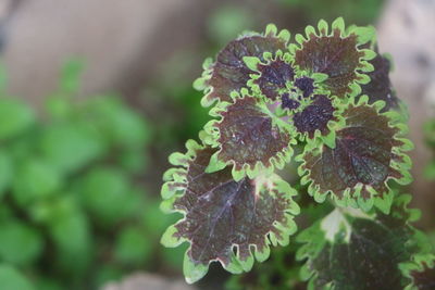 Close-up of flowering plant