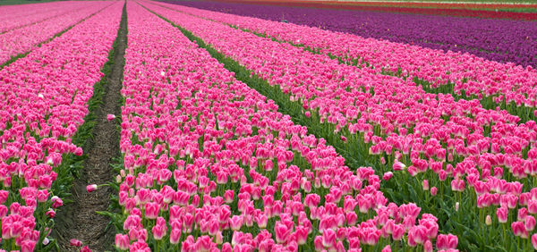Close-up of pink crocus flowers growing in field