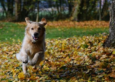 Portrait of dog on field in forest during autumn