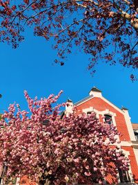 Low angle view of cherry blossom tree against building