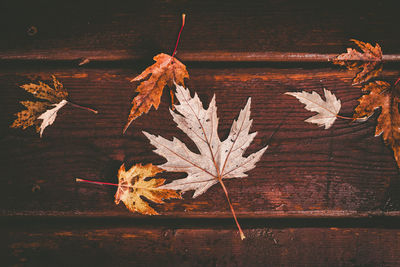 Close-up of dry maple leaves on wood