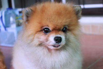 Close-up portrait of dog