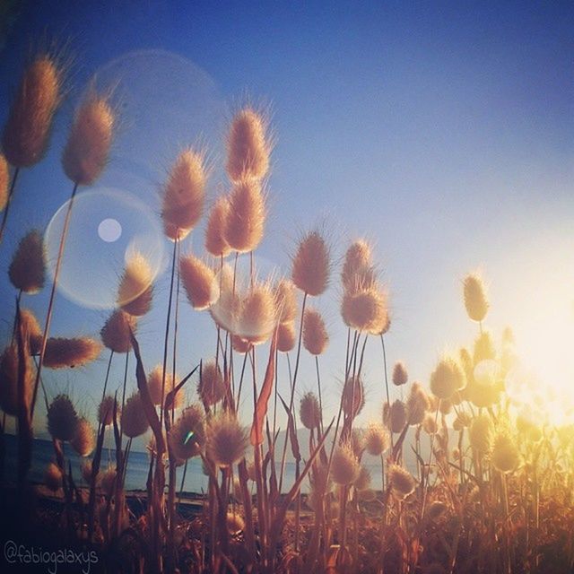 flower, growth, field, clear sky, beauty in nature, nature, plant, sky, fragility, freshness, sunlight, sunset, blue, outdoors, sun, low angle view, copy space, stem, tranquility, blooming