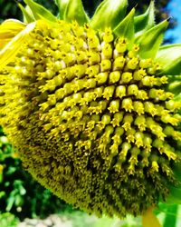 Macro shot of sunflower