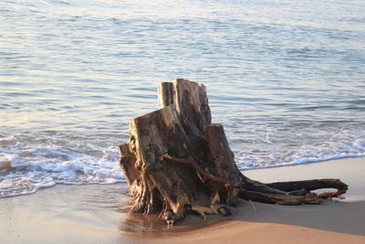 Wooden posts on beach