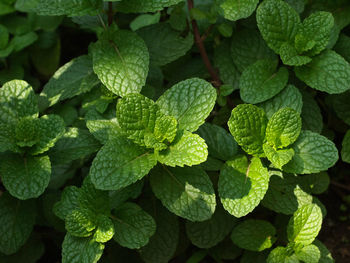 Full frame shot of mint plants growing outdoors