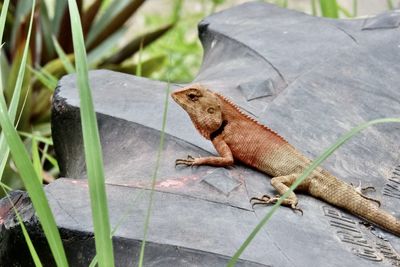 Close-up of lizard