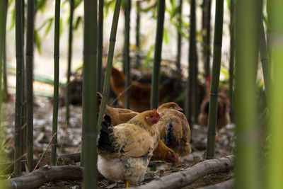 Hens resting and foraging in the woods