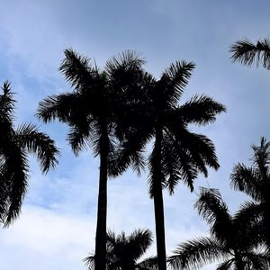 Low angle view of coconut palm trees against sky