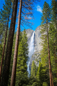 Low angle view of waterfall in forest against sky