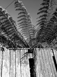 Low angle view of plants against sky