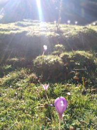 Purple flower on field