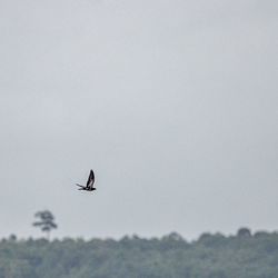 Low angle view of bird flying in sky