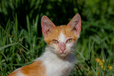 Close-up portrait of cat