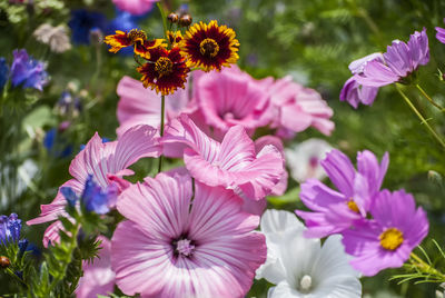 Close-up of pink flowering plants in park