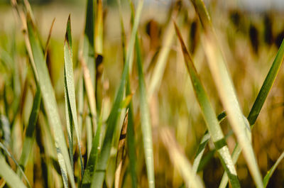 Close-up of crops growing on field