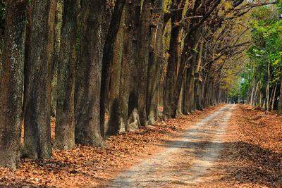 Trees in forest during autumn