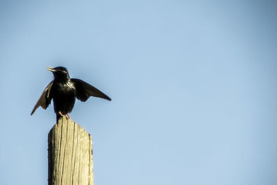 Bird perching on wooden post against sky