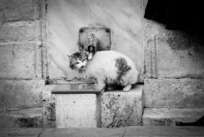 Cat lying on wall