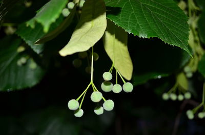 Close-up of fresh green leaves on tree