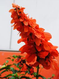 Close-up of orange hibiscus over white background